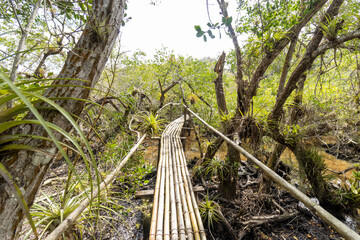 Primer plano de un puente de bambú sobre un pequeño cuerpo de agua fangoso en un manglar con...