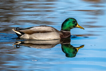Fototapeta premium Wild duck or mallard, Anas platyrhynchos swimming in a lake