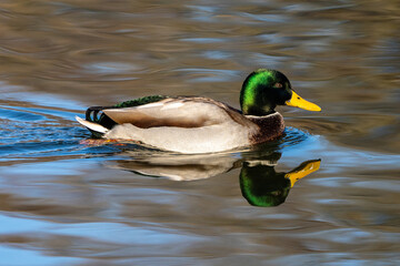 Obraz premium Wild duck or mallard, Anas platyrhynchos swimming in a lake