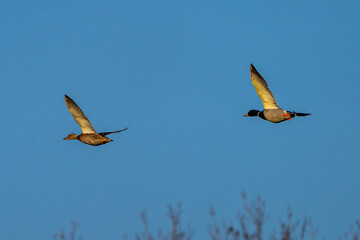 Wild duck or mallard, Anas platyrhynchos flying over a lake