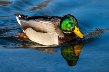 Wild duck or mallard, Anas platyrhynchos swimming in a lake