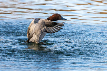 Wild duck at the Kleinhesseloher Lake in English Garden in Munich, Germany