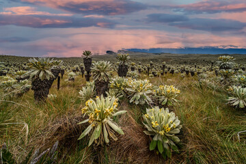 South american paramo in El Angel Ecological Reserve with the frailejones (espeletia)