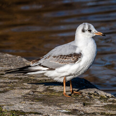 The European Herring Gull, Larus argentatus is a large gull
