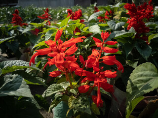 beautiful Red Salvia Splendens flower in a flower garden