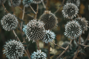 thistle in bloom