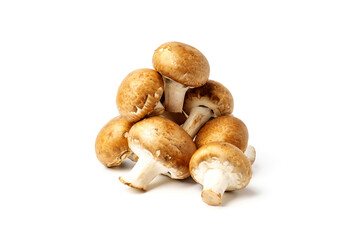 Royal champignon isolated on white background.
