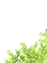 新緑のフレーム 背景素材 縦長 Wall Mural Wallpaper Murals Chie