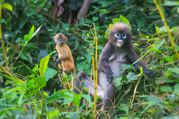 A small yellow baby monkey is learning to feed in the wild. Leaf Monkeys or Dusky Langur and mother who are living in the forest