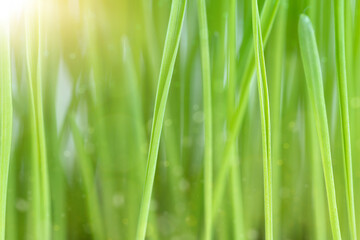Fototapeta na wymiar Natural background of green grass