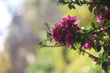 flowers on a bush