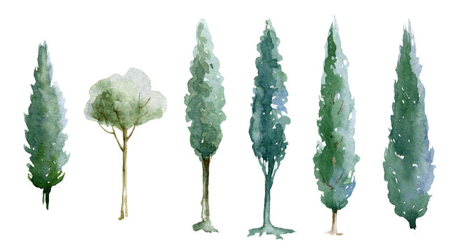 Green tree watercolor illustration set. Natural cypress trees. Hand drawn leafy and evergreen tree element collection. Green forest and garden single images on white background.
