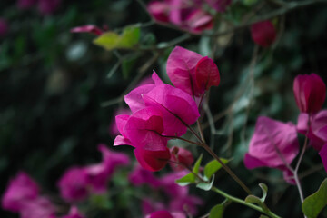 Obraz premium Flower bougainvillea in garden