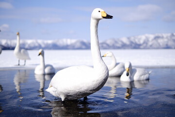 swans on the lake