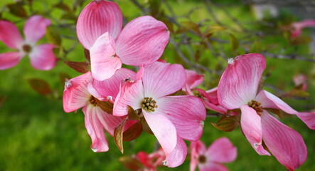 Fototapeta na wymiar Showy and bright pink dogwood tree biscuit-shaped flowers close up.