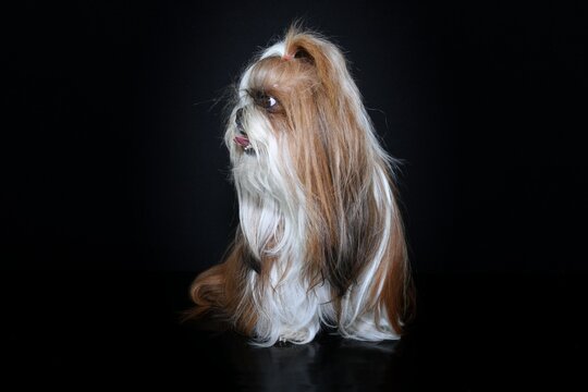 shih tzu dog isolated on black 