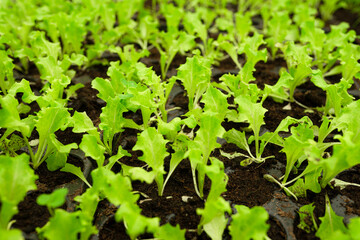 Fresh green young lettuce growing in the soil, in cassettes. selective focus. copy space