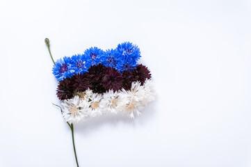 Abstract flag of Estonia made of cornflower flowers with white background. Happy independence day of Estonia. Flag background. Close-up. Soft focus. - obrazy, fototapety, plakaty