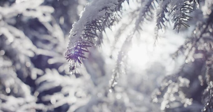 Winter snow on conifer Spruce tree sun light lens flare ice close up