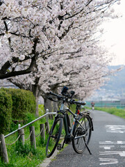 Fototapeta na wymiar 桜が満開の南河内サイクルラインをサイクリング