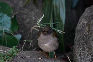 pale thrush in the forest