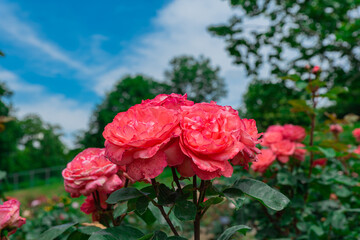 ピンクの鮮やかな薔薇