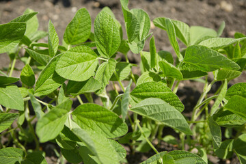 The soy plant. Bean to create a variety of dishes. The concept of organic food.