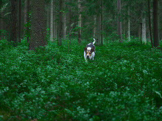 Obraz na płótnie Canvas Hunting dog hound looking for beast in the woods