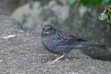 gray thrush in the forest