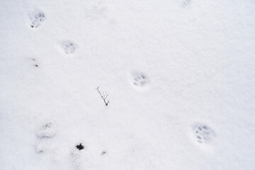 Footprint of a domestic cat in the snow