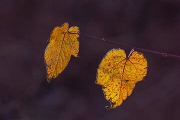 初冬のオレンジ色に紅葉したツタの葉のアップ