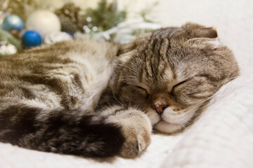 The cat sleeps on a white blanket.