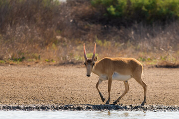 Wild male Saiga antelope or Saiga tatarica in steppe