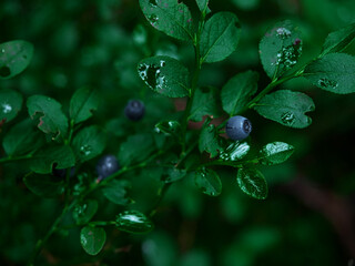 A blueberry bush with ripe berries.