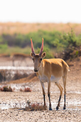 Wild male Saiga antelope or Saiga tatarica in steppe