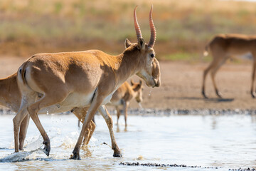 Wild male Saiga antelopes or Saiga tatarica in steppe