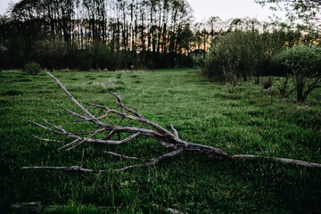 Fototapeta na wymiar A dead tree lies on a green meadow, landscape