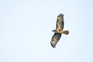 Large bird of prey soars in the clear sky and hunts in the wilderness. Majestic brown-feathered buzzard flies into endless nature