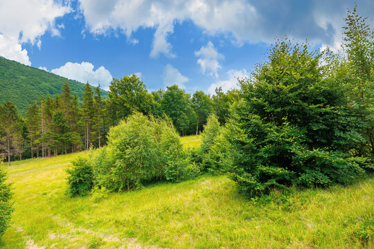 trees on the hill in summer scenery. beautiful mountain landscape on a cloudy day