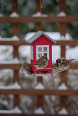 a flock of sparrows next to a house-shaped feeder in the garden in winter