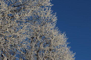 Crown of small-leaved lime trees in hoarfrost against blue sky in bright winter sunlight. Beautiful...