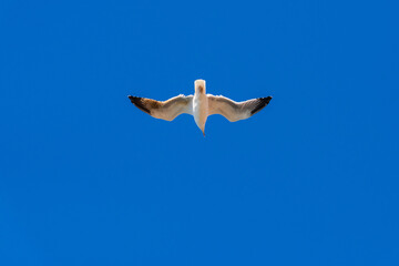 Seagull in flight in nature
