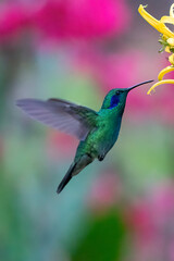 Green Violet-ear hummingbird (Colibri thalassinus) in flight isolated on a green background in Costa Rica