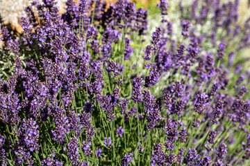  the blooming lavender flowers in Provence, near Sault, France