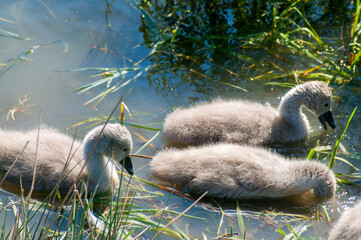 pair of swans with little swans