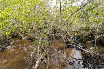 Primer plano de un pequeño cuerpo de agua en un manglar.