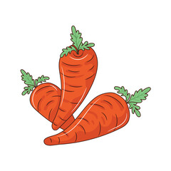 Carrot colored vector illustration. isolated with hand drawn style 