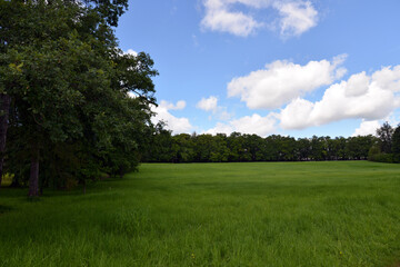 grass and blue sky