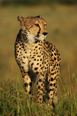 The cheetah (Acinonyx jubatus) passing through the grassy knoll with green background.