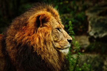 The Lion awake at day